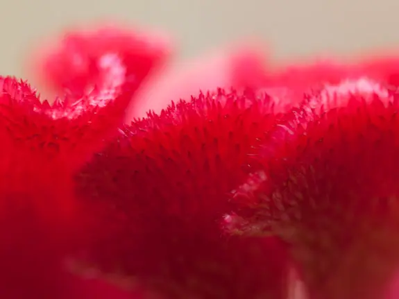 ZD 35mm F3.5 Macro