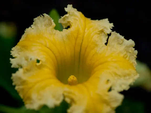 ZD 50mm F2.0 Macro + EC-14