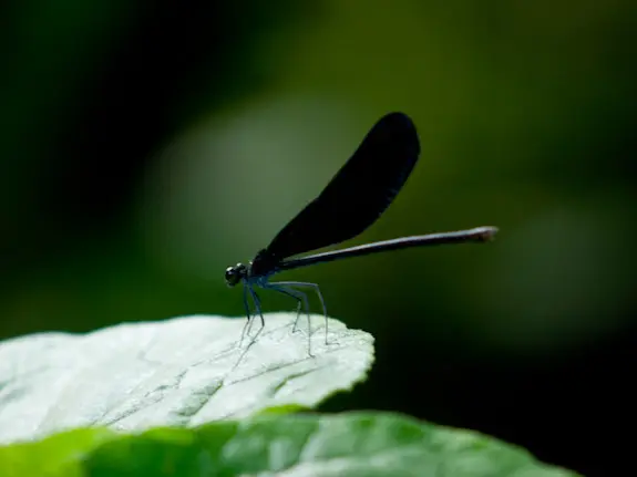 ZD 50-200mm F2.8-3.5 SWD + EC-14