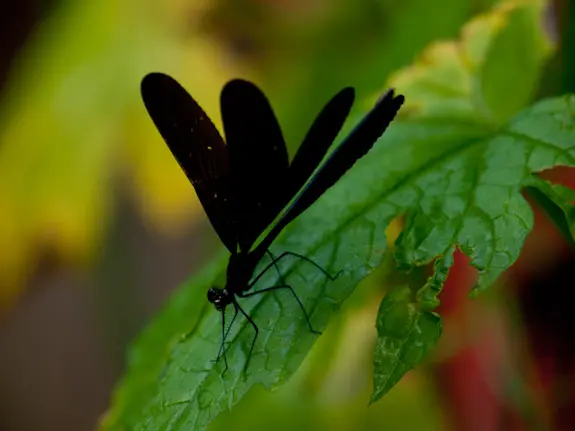 ZD 50-200mm F2.8-3.5 SWD + EC-14