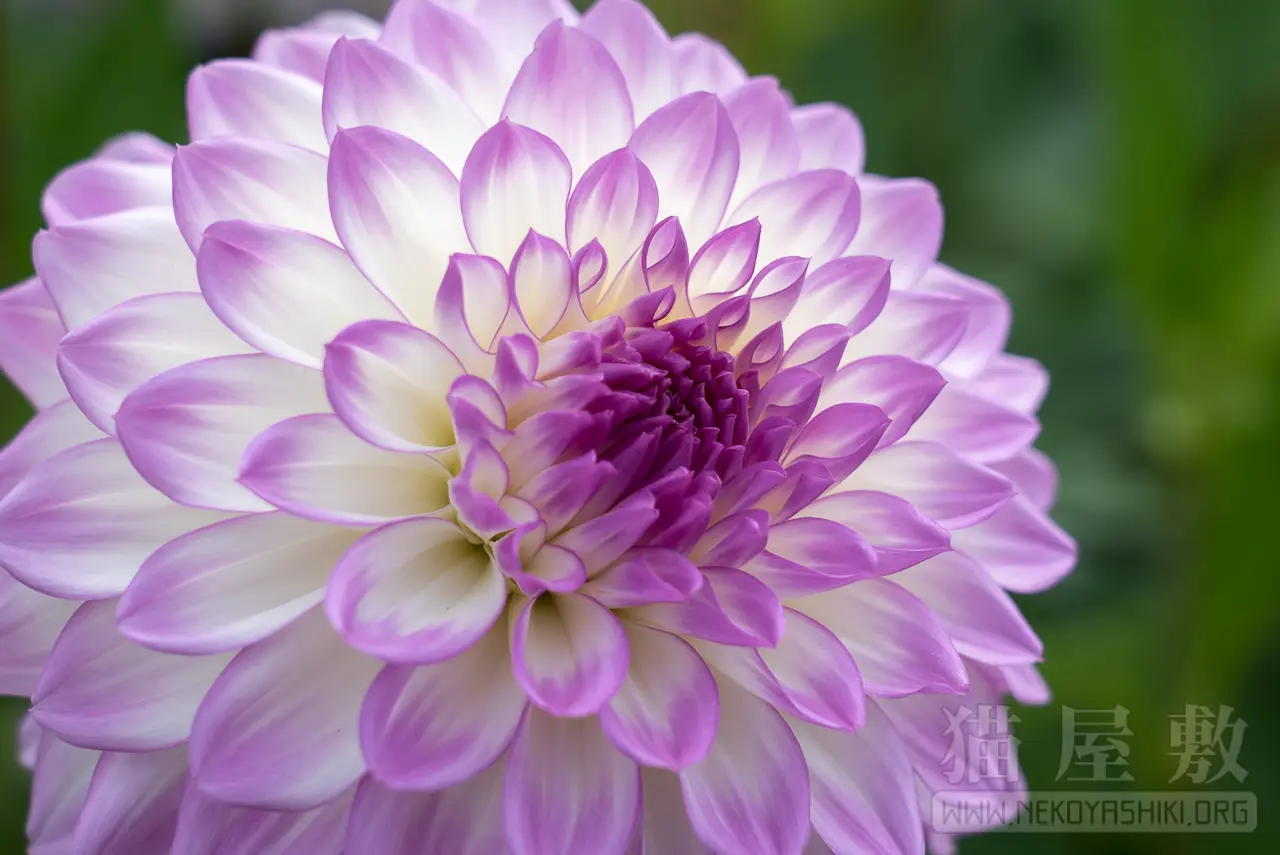 SONY FE24-105mm F4 G OSS