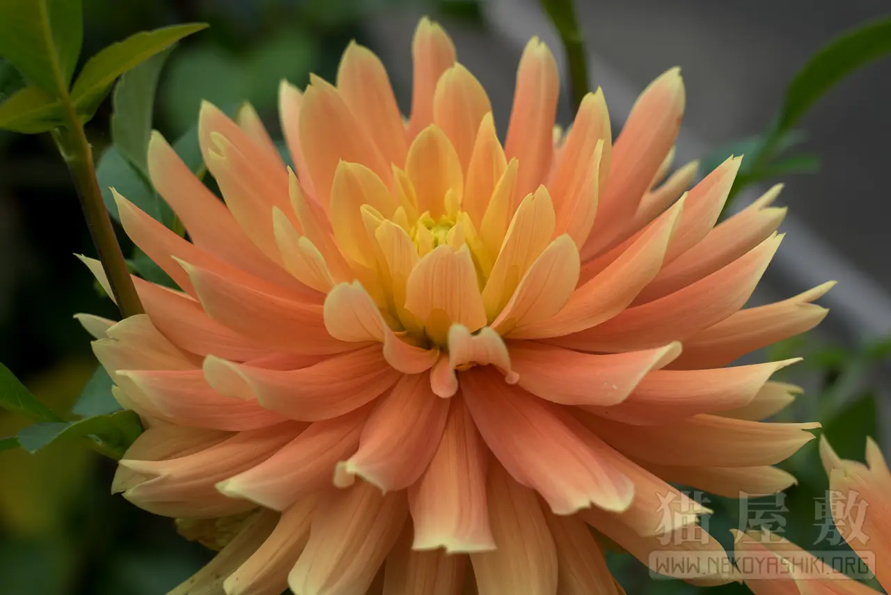 SONY FE24-105mm F4 G OSS