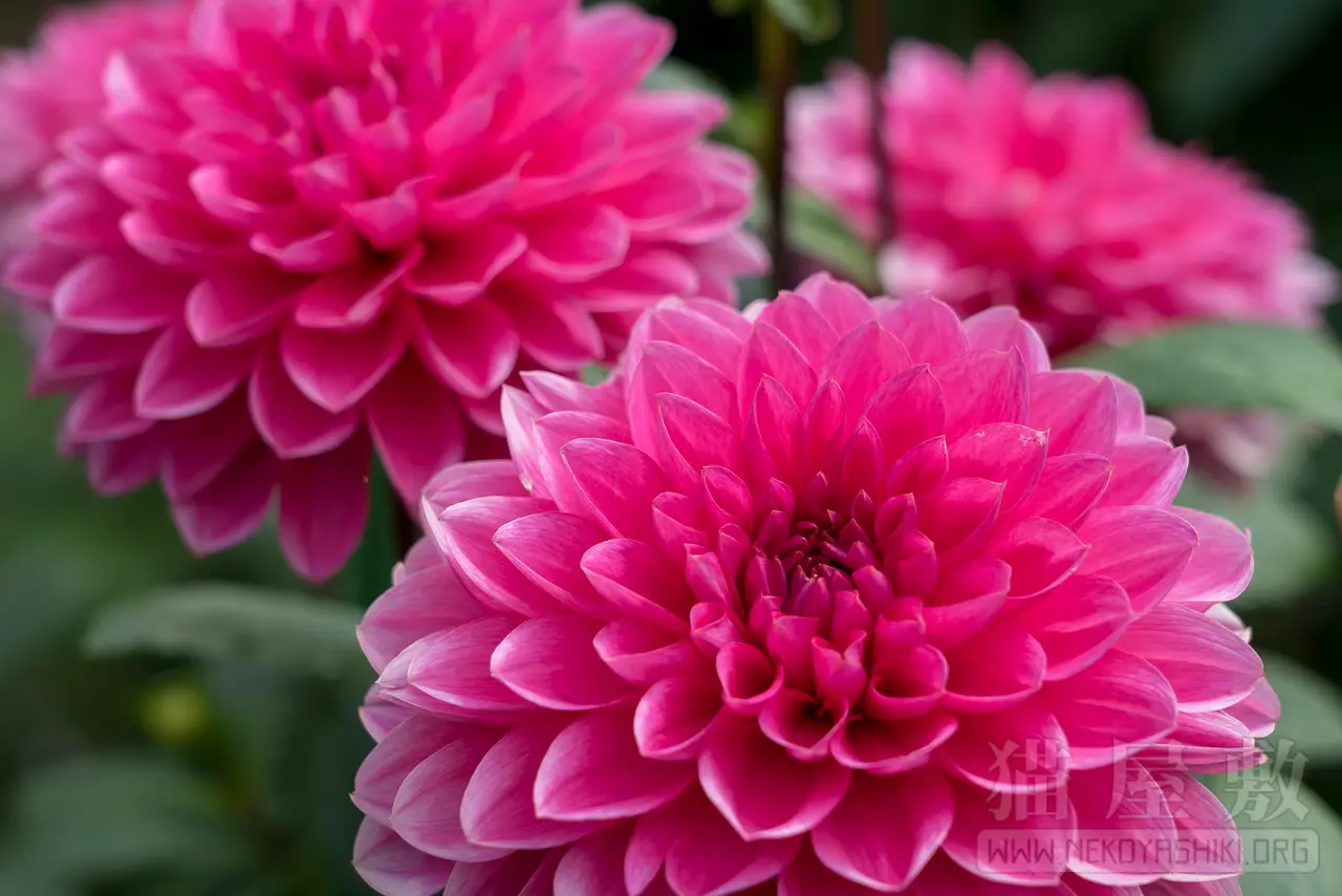 SONY FE24-105mm F4 G OSS