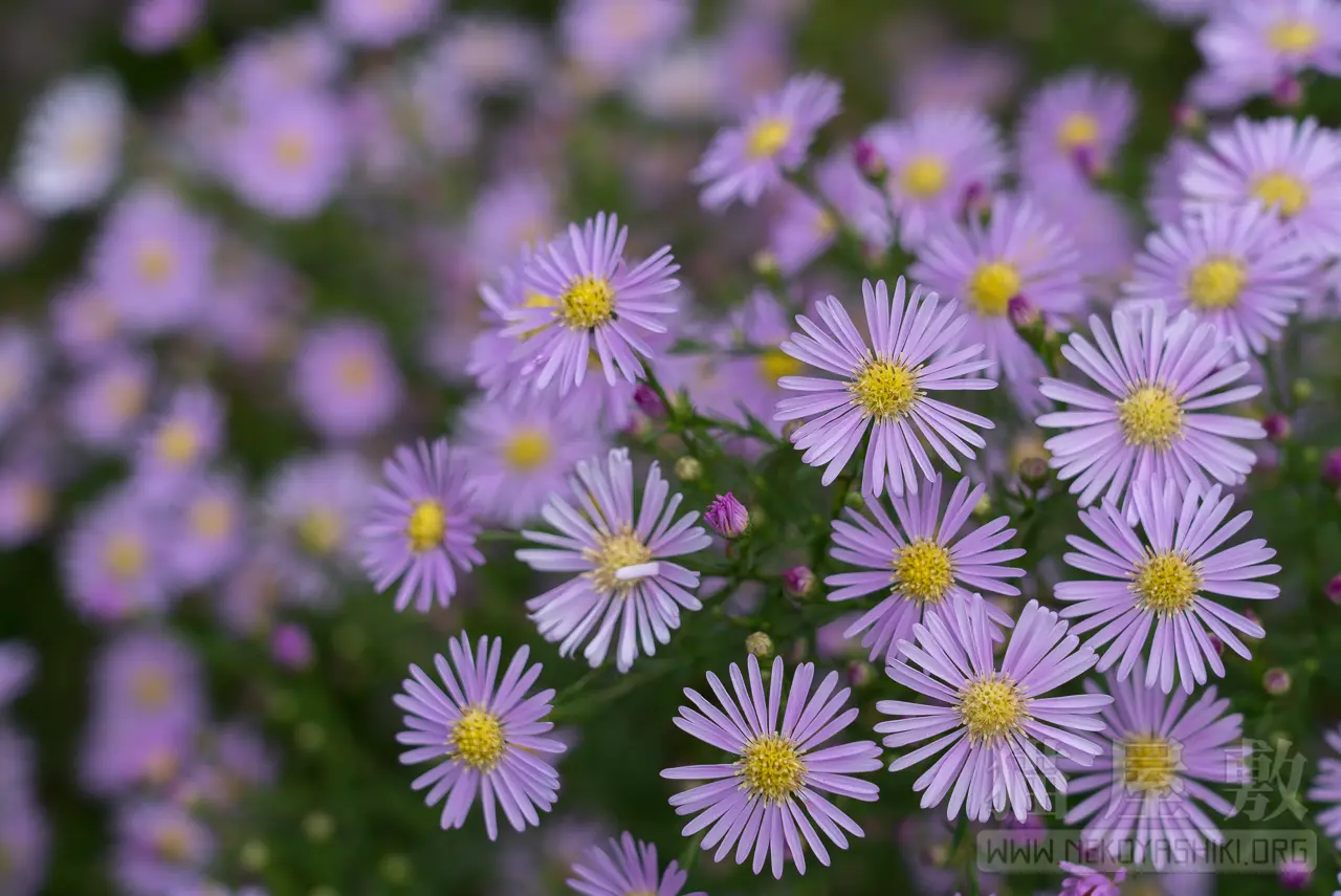 SONY FE24-105mm F4 G OSS