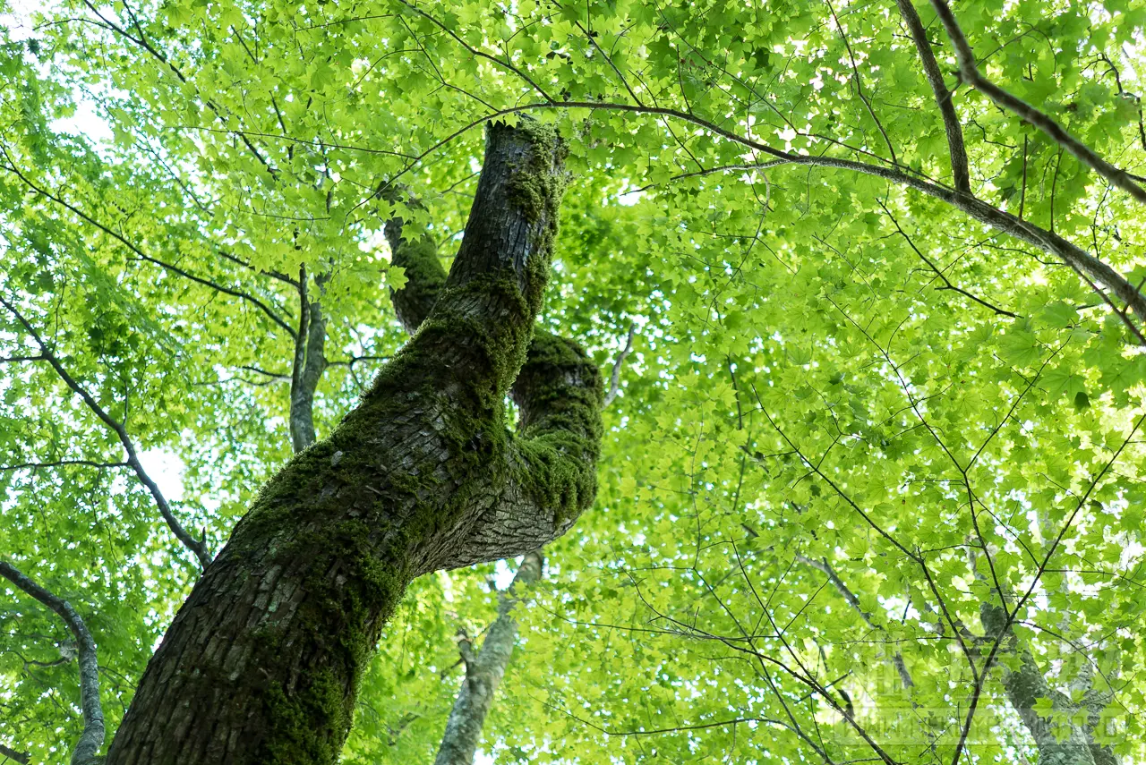 SONY FE 28mm F2