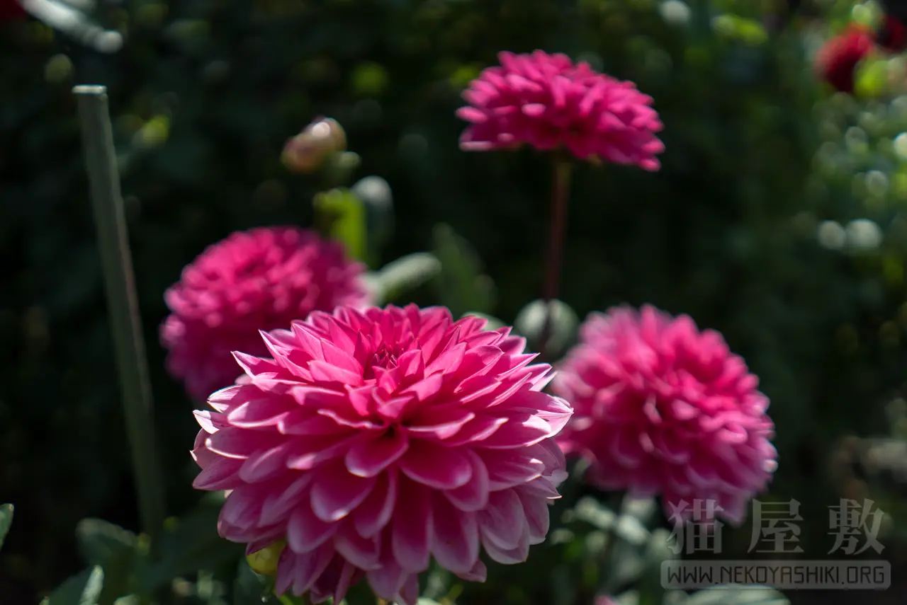 SONY FE 28mm F2