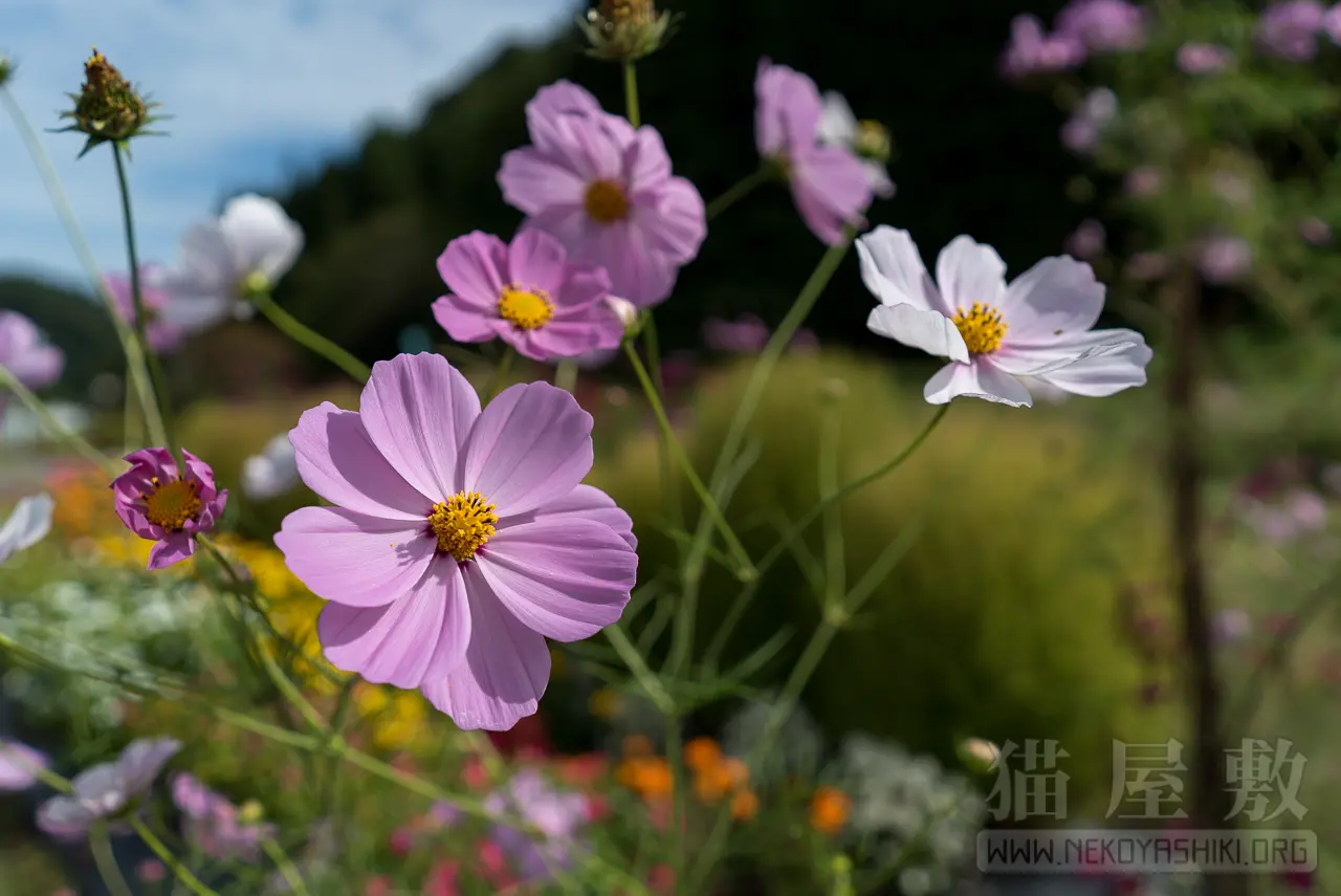 SONY FE 28mm F2