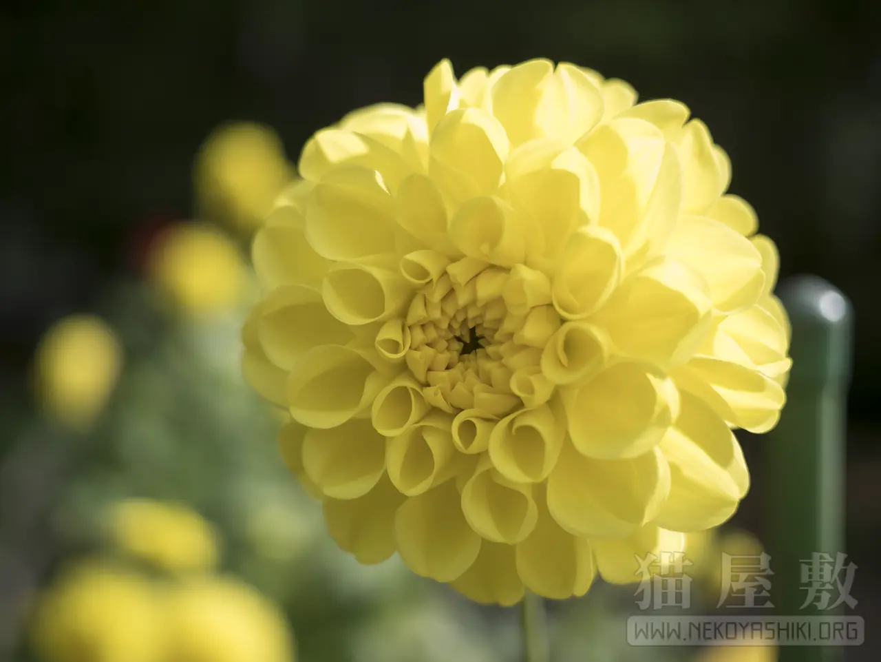 Panasonic LUMIX G 20mm/F1.7 II ASPH.