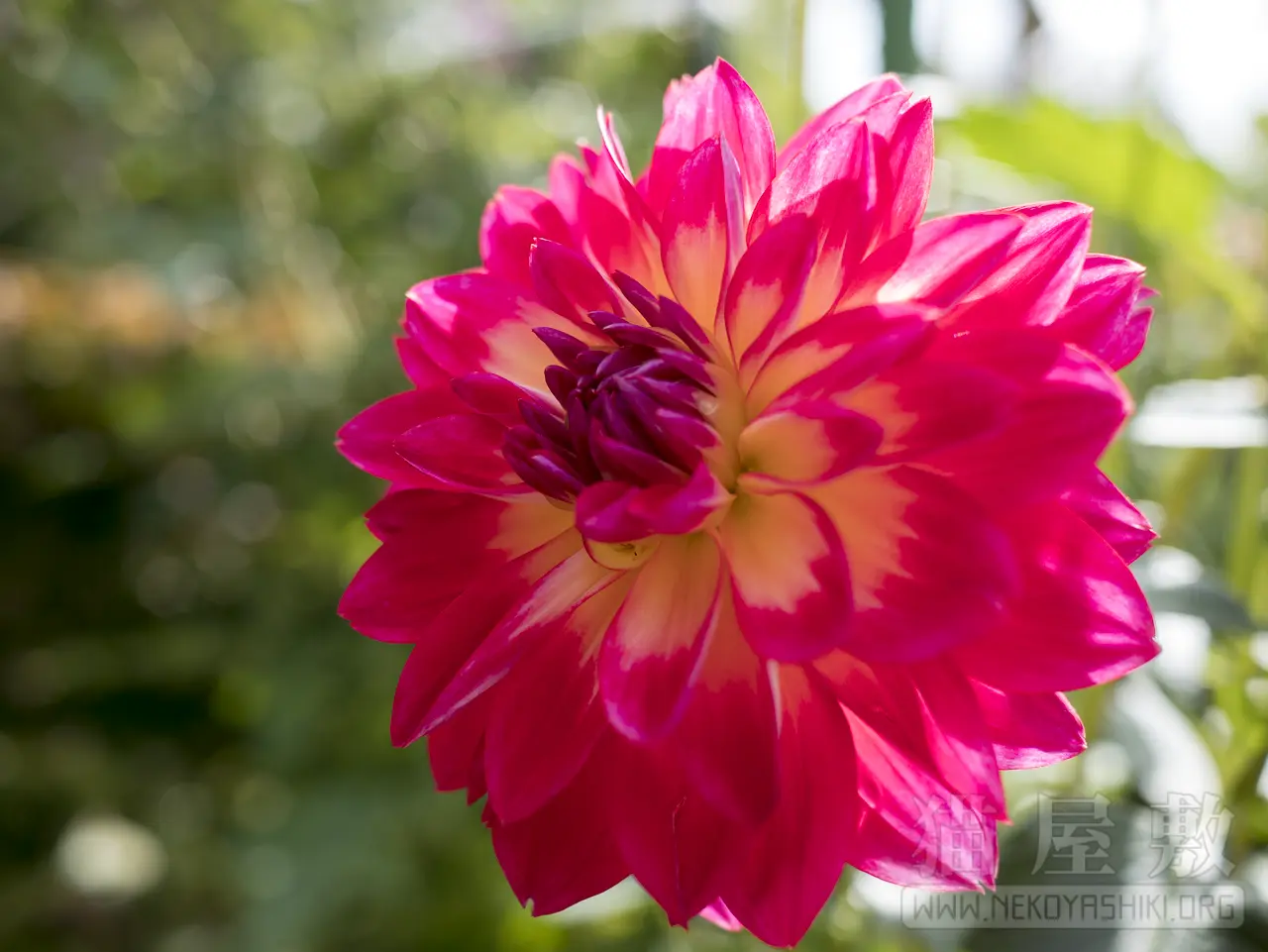 Panasonic LUMIX G 20mm/F1.7 II ASPH.