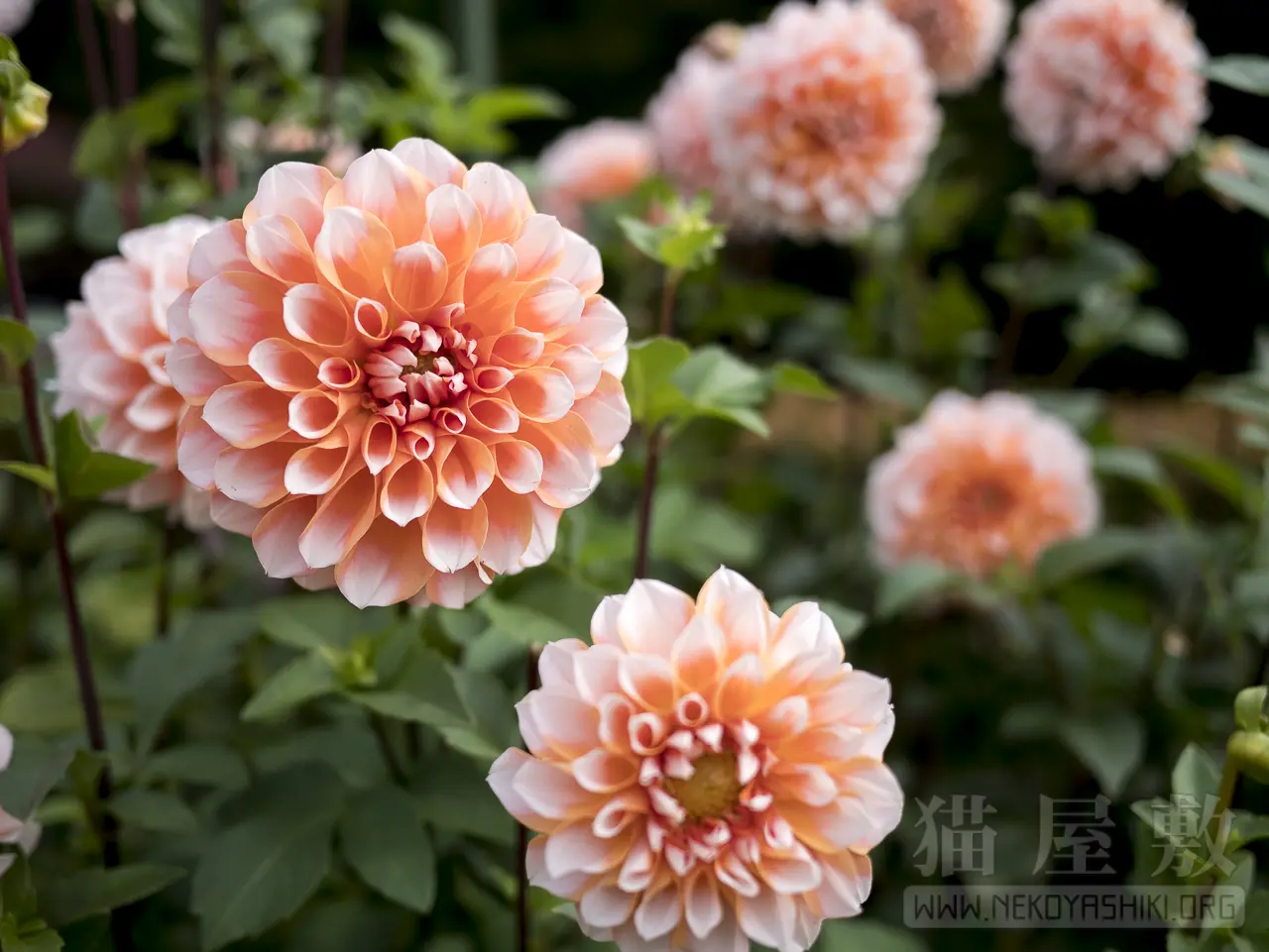 Panasonic LUMIX G 20mm/F1.7 II ASPH.