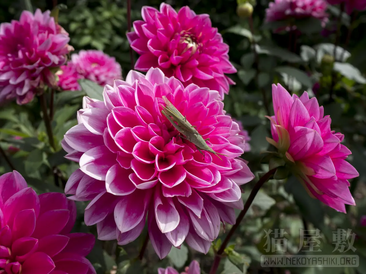 Panasonic LUMIX G 14mm/F2.5 ASPH.