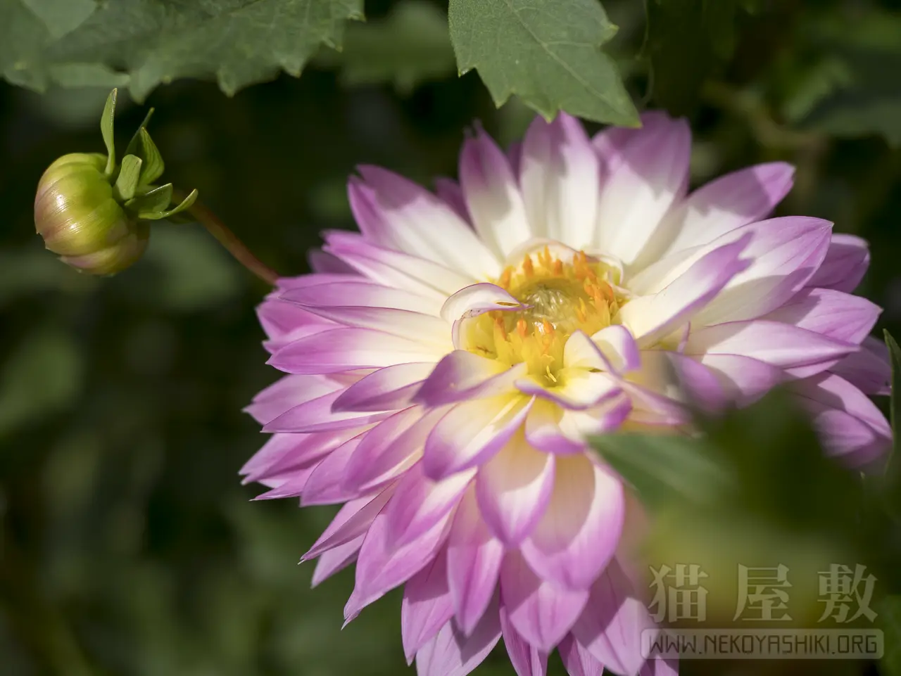 Panasonic LUMIX G 25mm/ F1.7 ASPH.