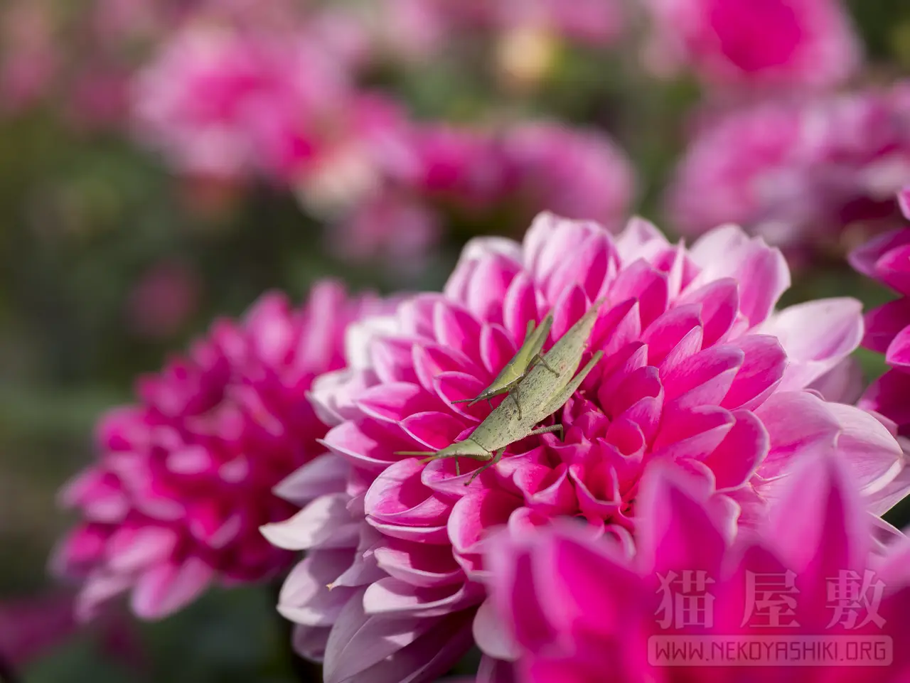 Panasonic LUMIX G 25mm/ F1.7 ASPH.