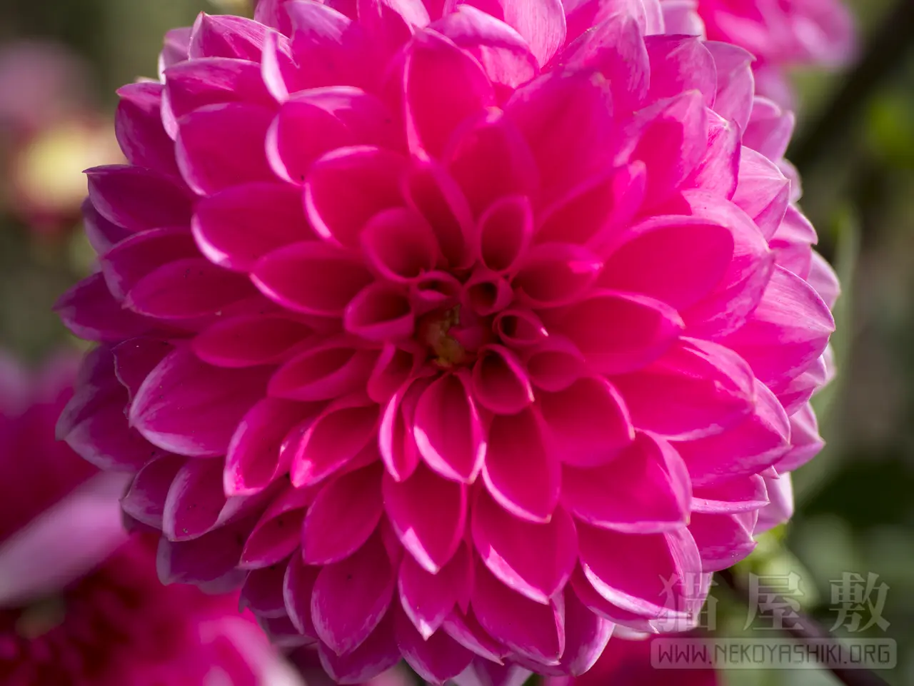 Panasonic LUMIX G 25mm/ F1.7 ASPH.