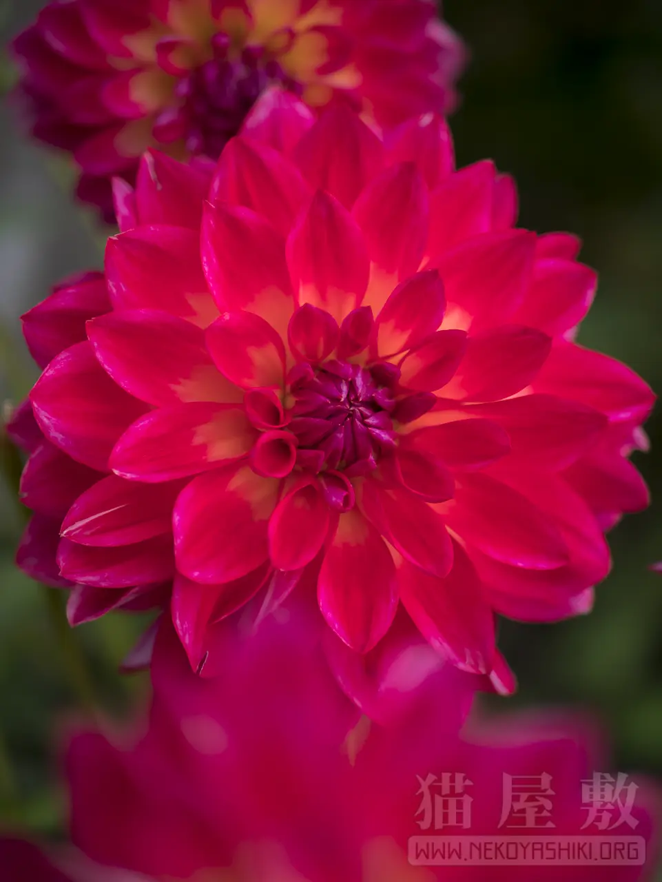 Panasonic LUMIX G 25mm/ F1.7 ASPH.