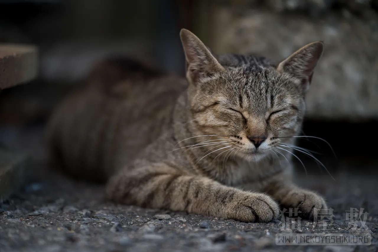 野良猫
