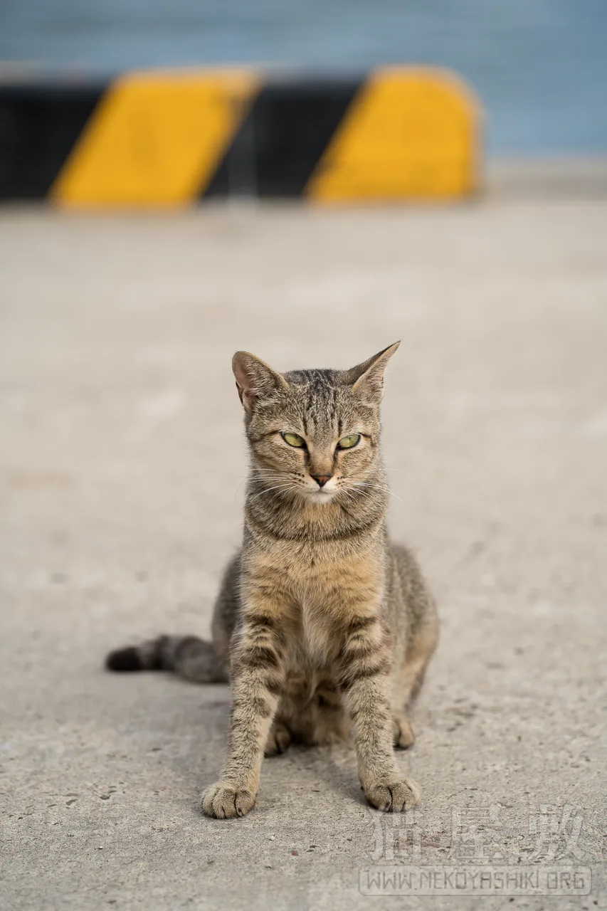 野良猫