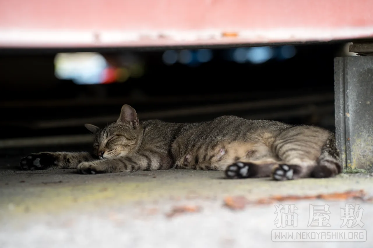 野良猫