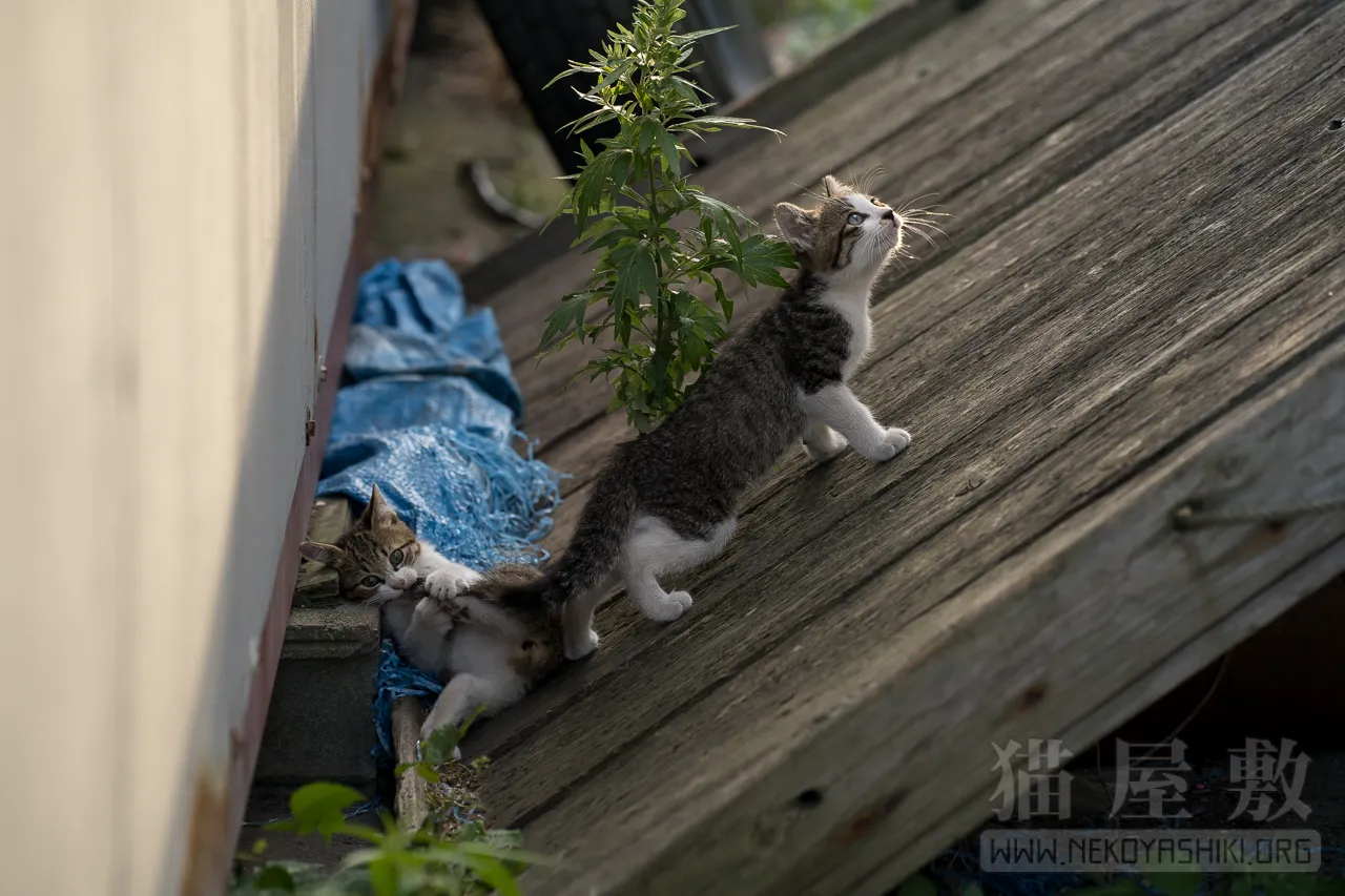 野良猫