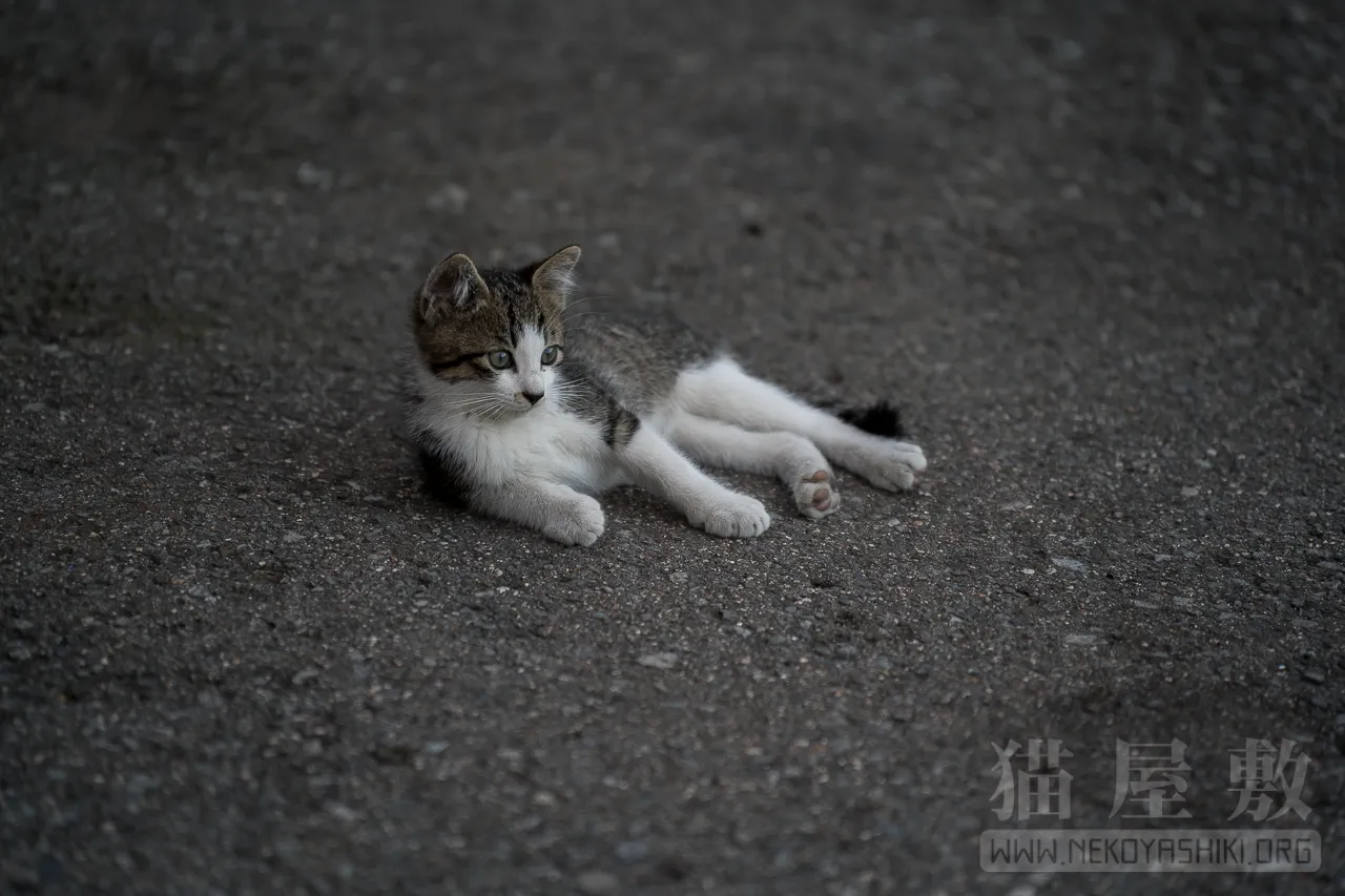 野良猫