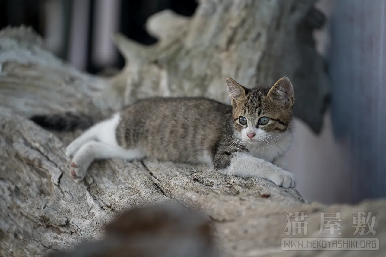 野良猫