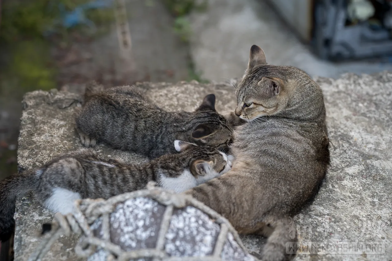 野良猫