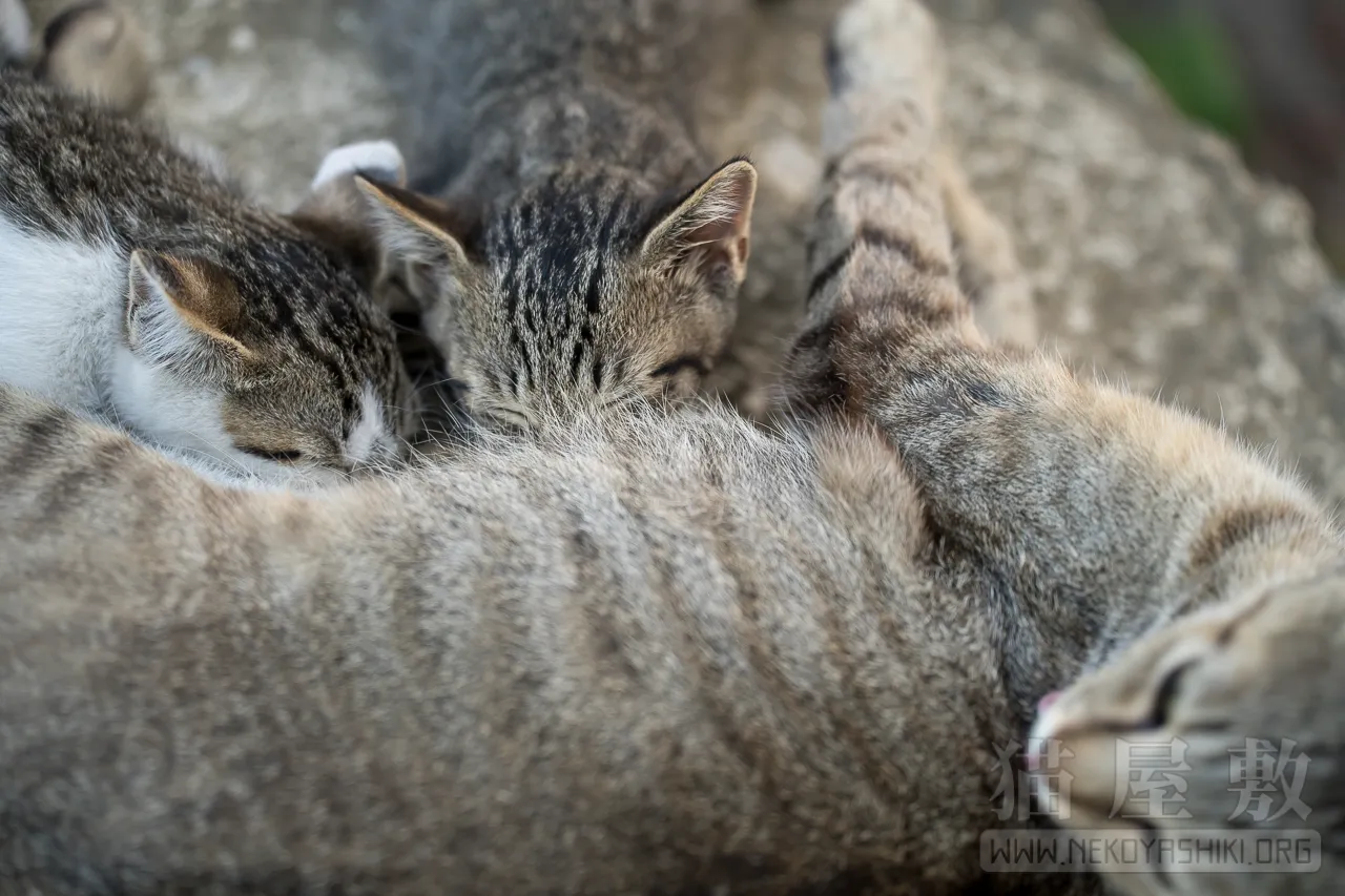 野良猫