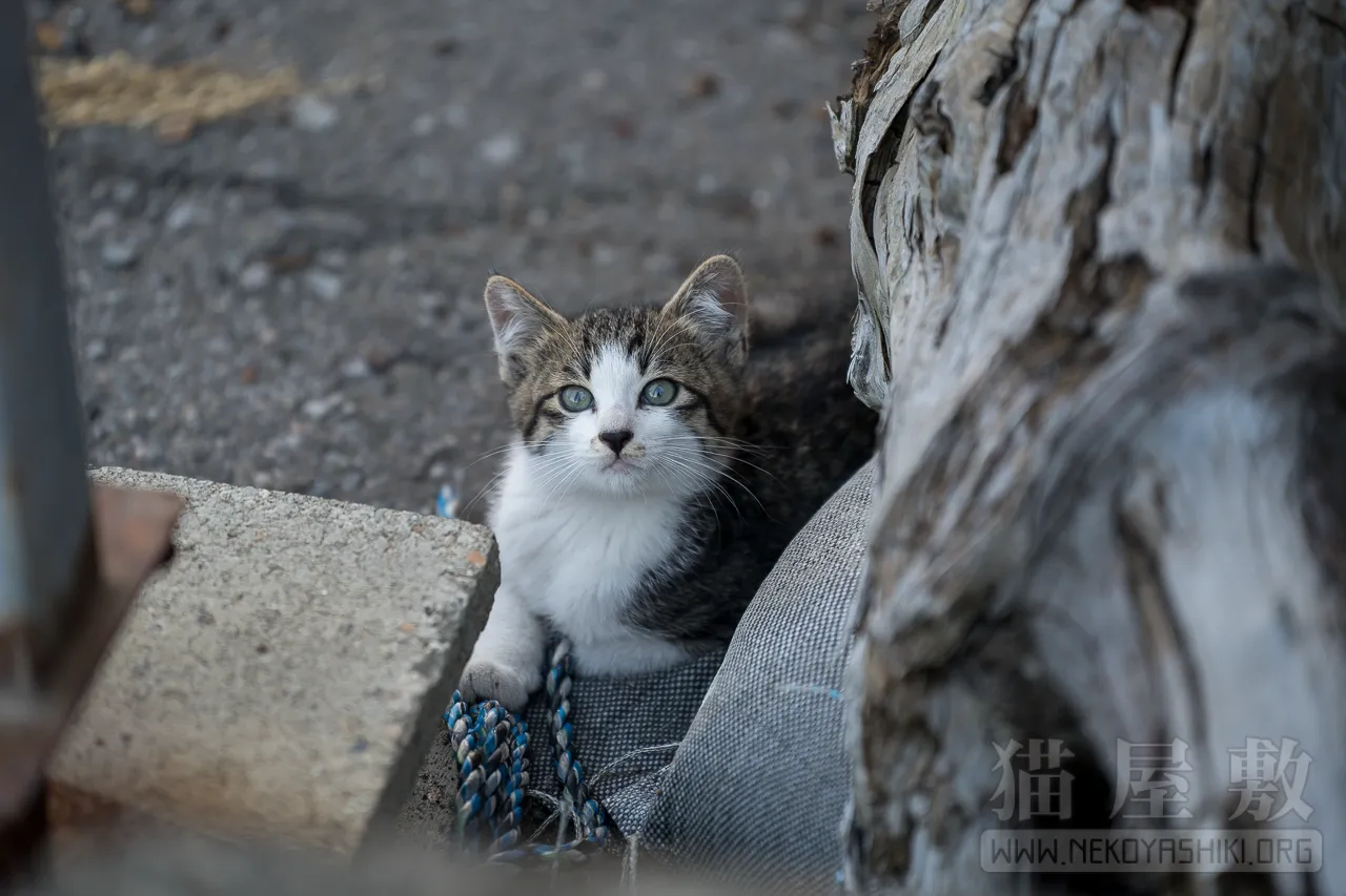 野良猫