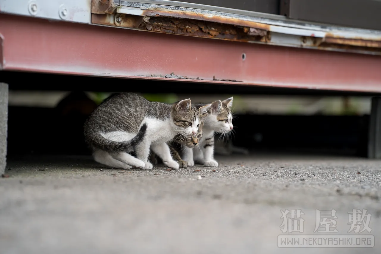 野良猫