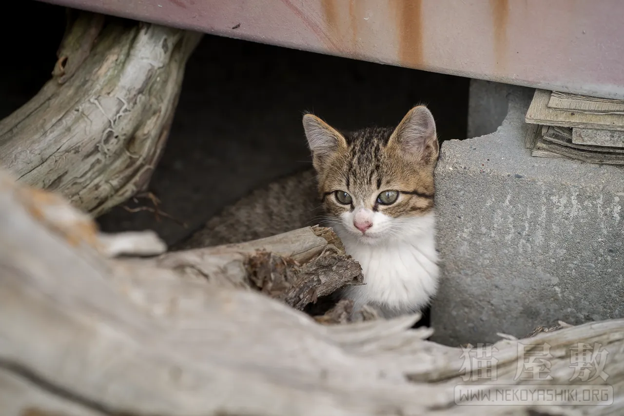 野良猫