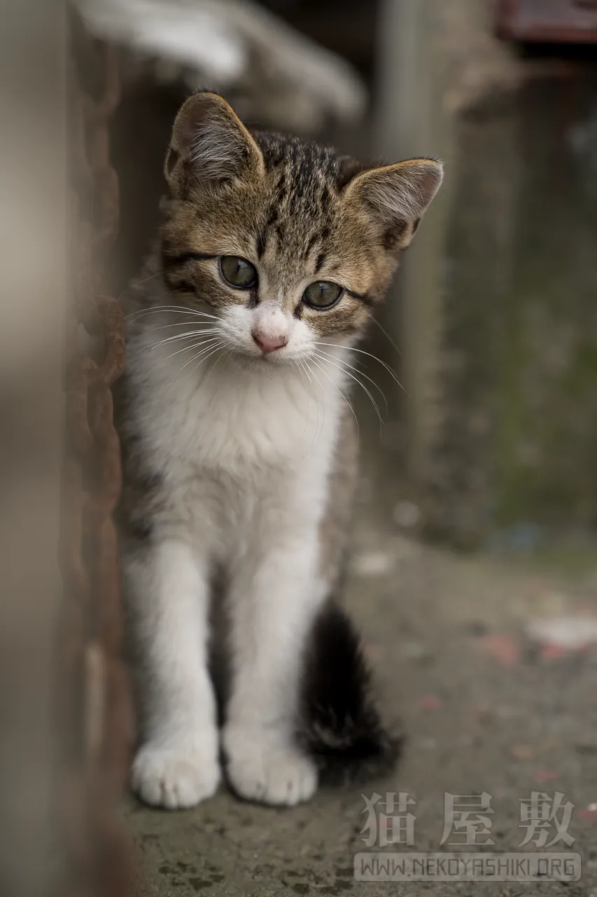 野良猫