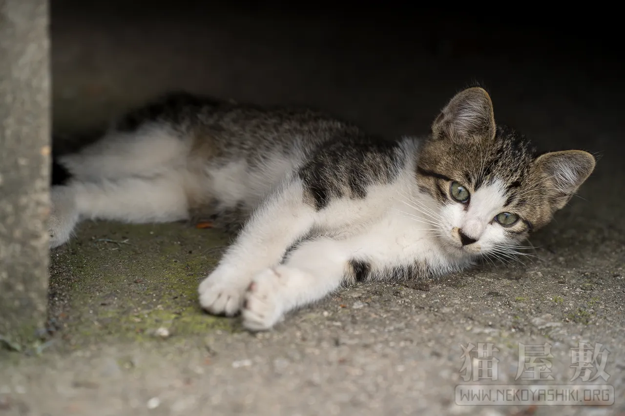 野良猫